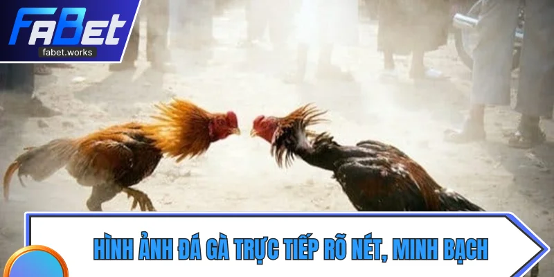 Hình ảnh đá gà trực tiếp rõ nét, minh bạch