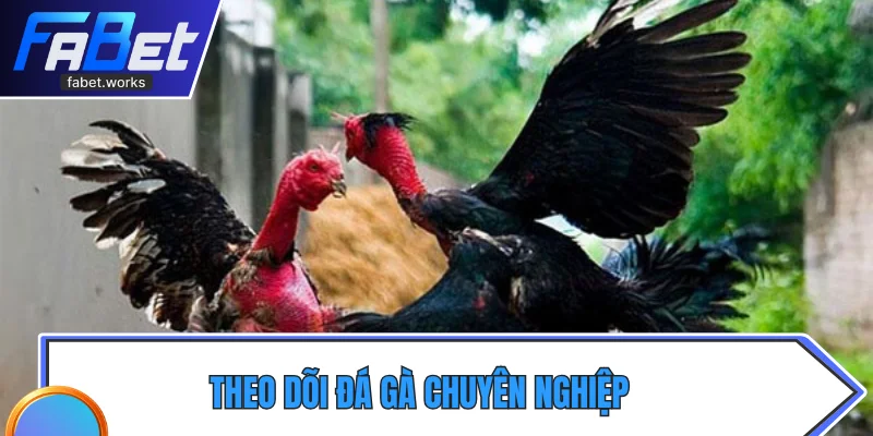 Theo dõi đá gà chuyên nghiệp tại Fabet