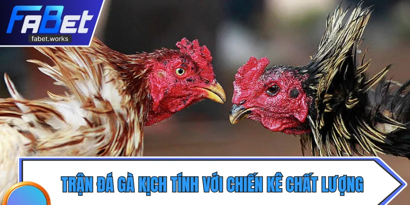 Trận đá gà kịch tính với chiến kê chất lượng cao